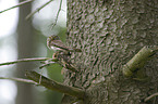 Eurasian pygmy owl