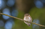 Eurasian pygmy owl