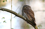 Eurasian pygmy owl