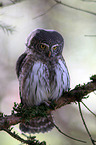 Eurasian pygmy owl