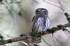 Eurasian pygmy owl