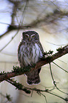 Eurasian pygmy owl