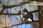Eurasian pygmy owl