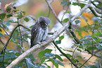 Eurasian pygmy owl