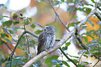 Eurasian pygmy owl