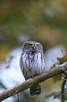 Eurasian pygmy owl