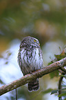 Eurasian pygmy owl