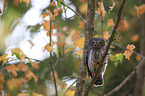 Eurasian pygmy owl