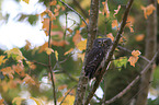 Eurasian pygmy owl