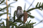 Eurasian pygmy owl