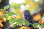 Eurasian pygmy owl