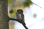 sitting Eurasian pygmy owl