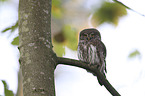 sitting Eurasian pygmy owl