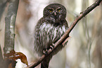 sitting Eurasian pygmy owl