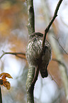 sitting Eurasian pygmy owl