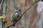 sitting Eurasian pygmy owl