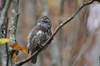 sitting Eurasian pygmy owl