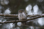 sitting Eurasian Pygmy Owl