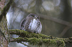 sitting Eurasian Pygmy Owl