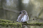 sitting Eurasian Pygmy Owl
