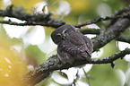 Eurasian Pygmy Owl