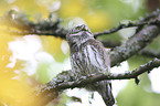 Eurasian Pygmy Owl