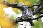 Eurasian Pygmy Owl