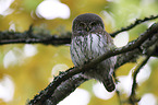 Eurasian Pygmy Owl