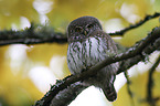 Eurasian Pygmy Owl