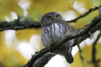 Eurasian Pygmy Owl