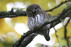 Eurasian Pygmy Owl