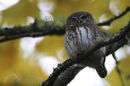 Eurasian Pygmy Owl