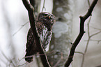 Eurasian pygmy owl