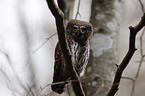 Eurasian pygmy owl