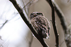 Eurasian pygmy owl