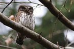 Eurasian pygmy owl