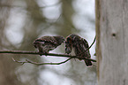 Eurasian pygmy owls