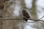 Eurasian pygmy owl