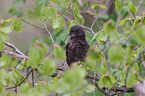 Eurasian pygmy owl