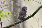 Eurasian pygmy owl