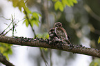 Eurasian pygmy owls