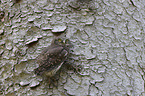 Eurasian pygmy owl