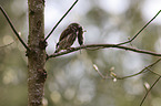 Eurasian pygmy owl