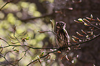 Eurasian pygmy owl