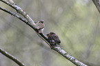 Eurasian pygmy owls