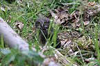 Eurasian pygmy owl