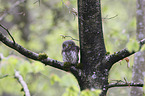 Eurasian pygmy owl