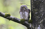 Eurasian pygmy owl