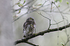 Eurasian pygmy owl