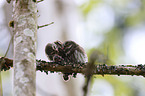 Eurasian pygmy owls